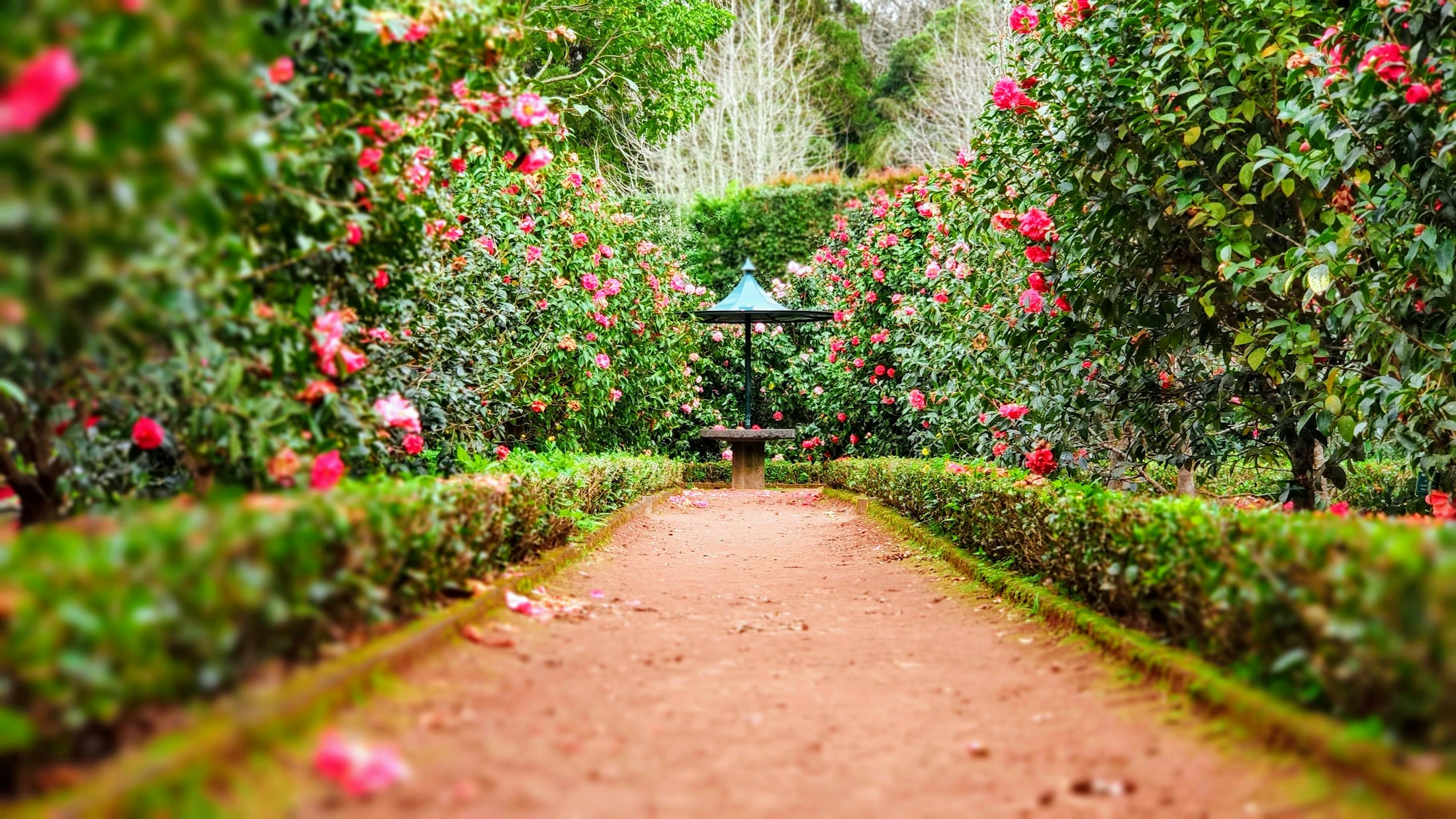 A peaceful garden path lined with lush hedges and flowering shrubs