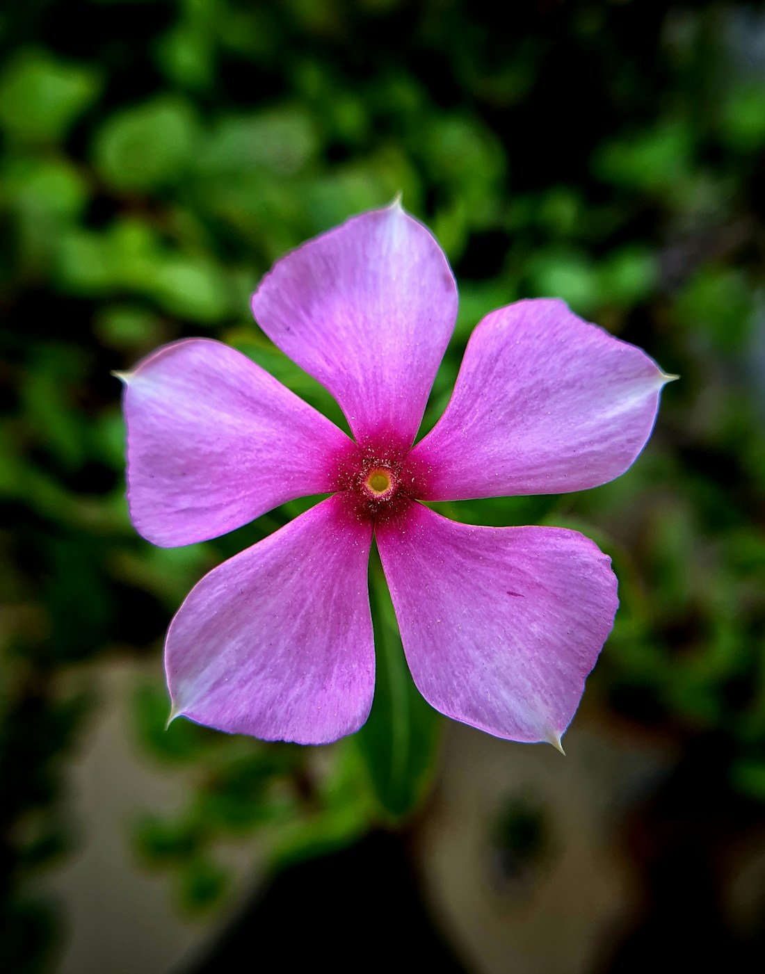 A vibrant pink flower surrounded by deep green foliage